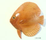 ディスカス<工房木魚>